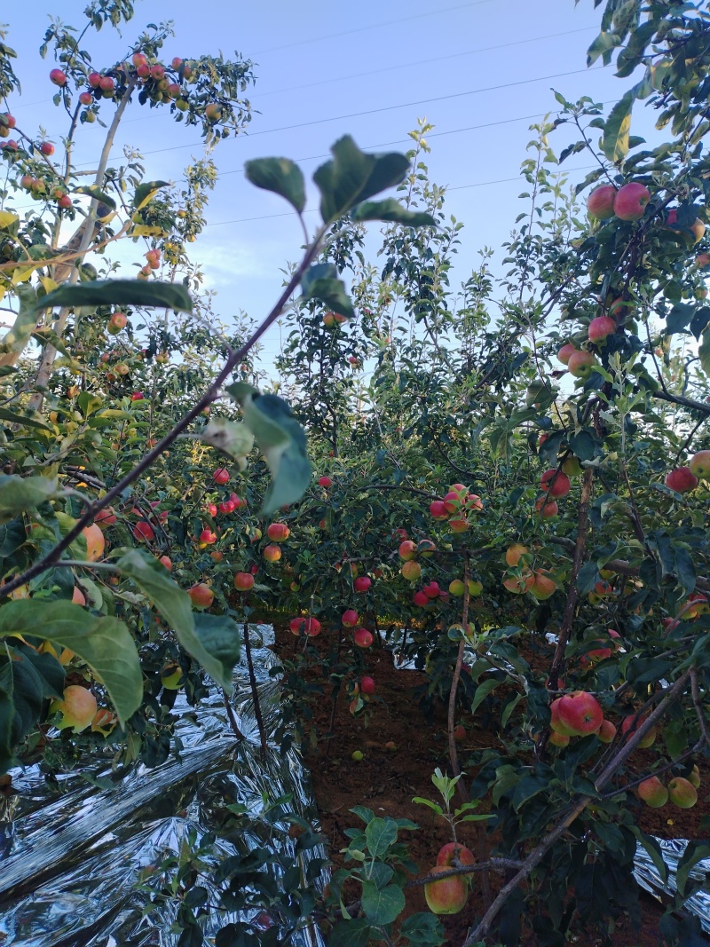 云南昭通华硕苹果色泽光艳产地直发大量供应承接电商团