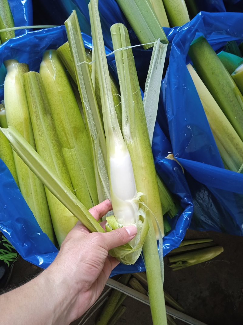 茭白