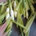 茭白