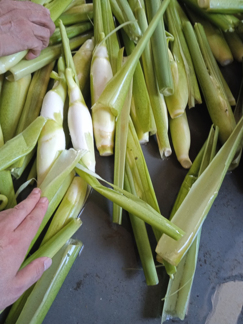 茭白