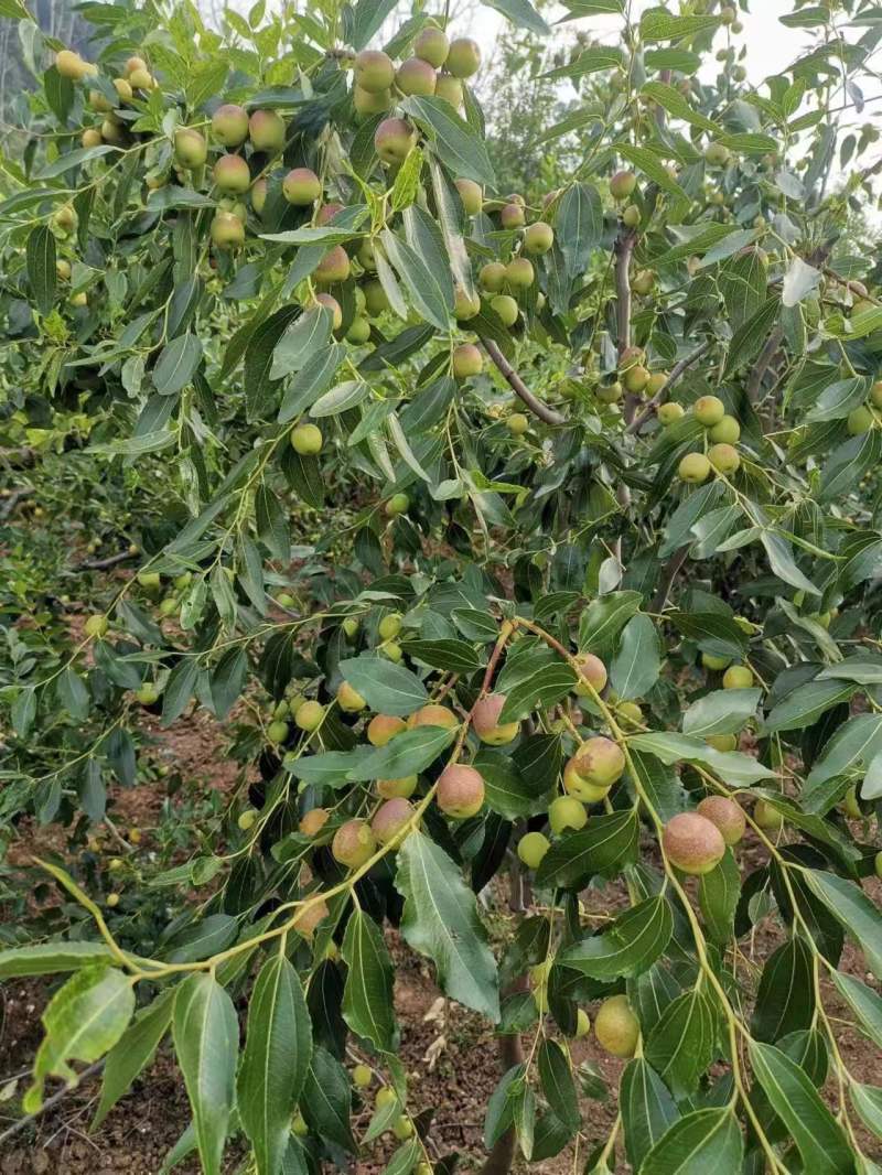 冬枣，露天冬枣，苹果枣，密枣，大蜜枣。。。