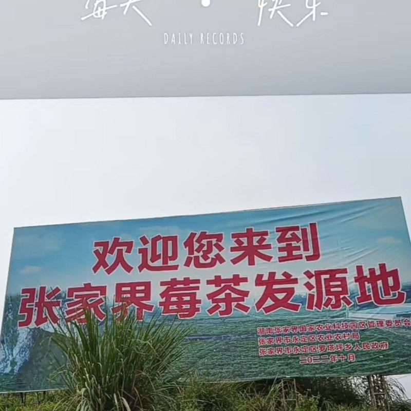 张家界莓茶