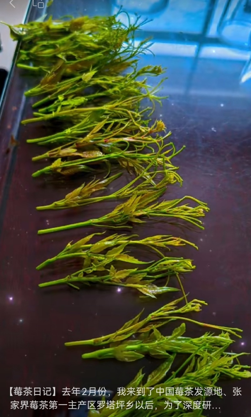 张家界莓茶