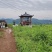 张家界莓茶