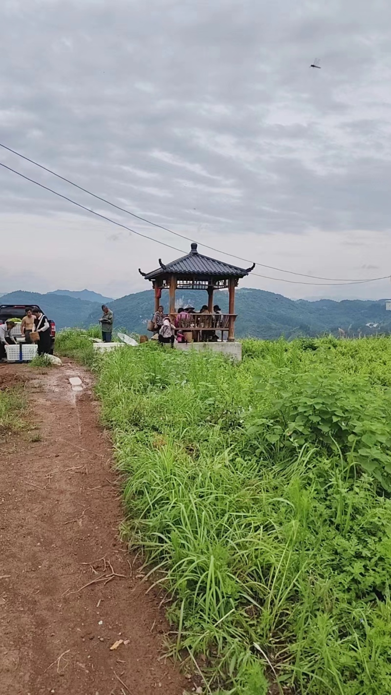张家界莓茶