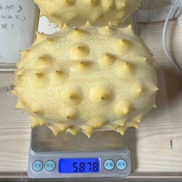 火参果新品种不催熟不打药，新峰系列全面上市