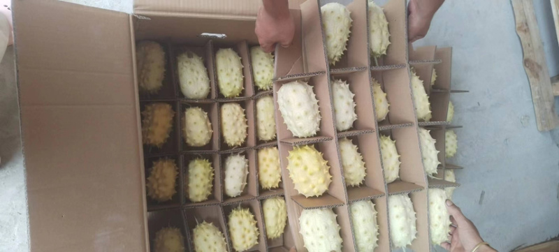 火参果新品种不催熟不打药，新峰系列全面上市