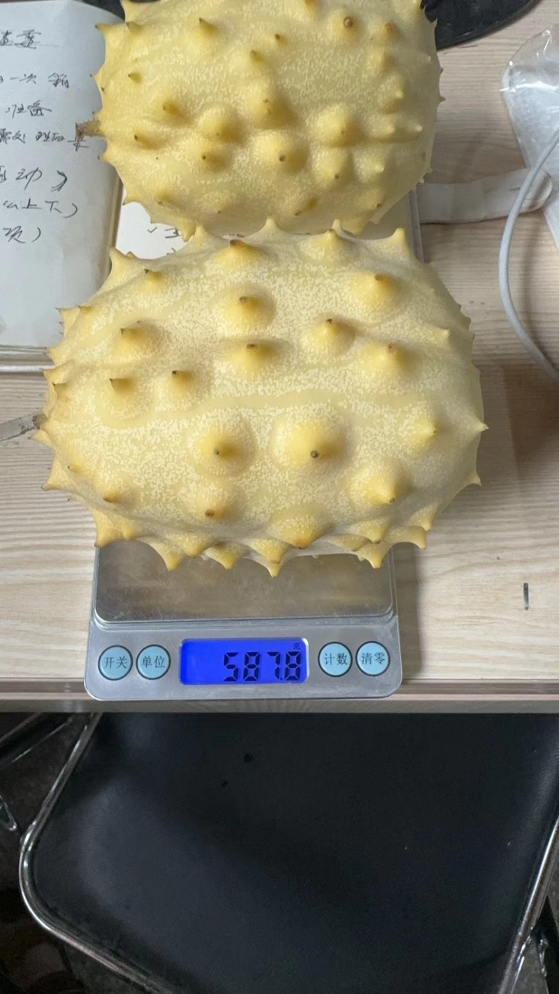 火参果新品种不催熟不打药，新峰系列全面上市