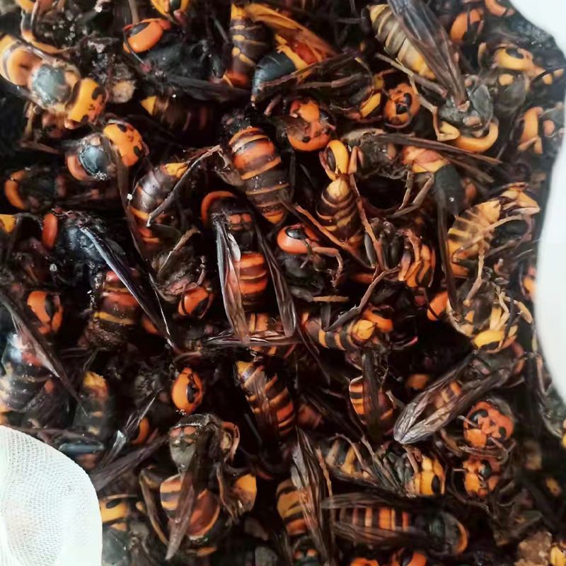虎头蜂金环虎头蜂泡酒入药