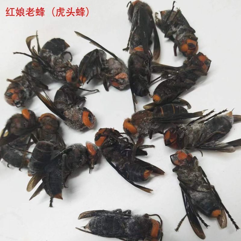 虎头蜂金环虎头蜂泡酒入药