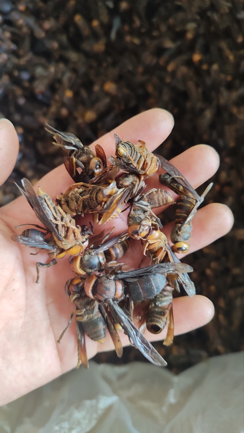 虎头蜂金环虎头蜂泡酒入药