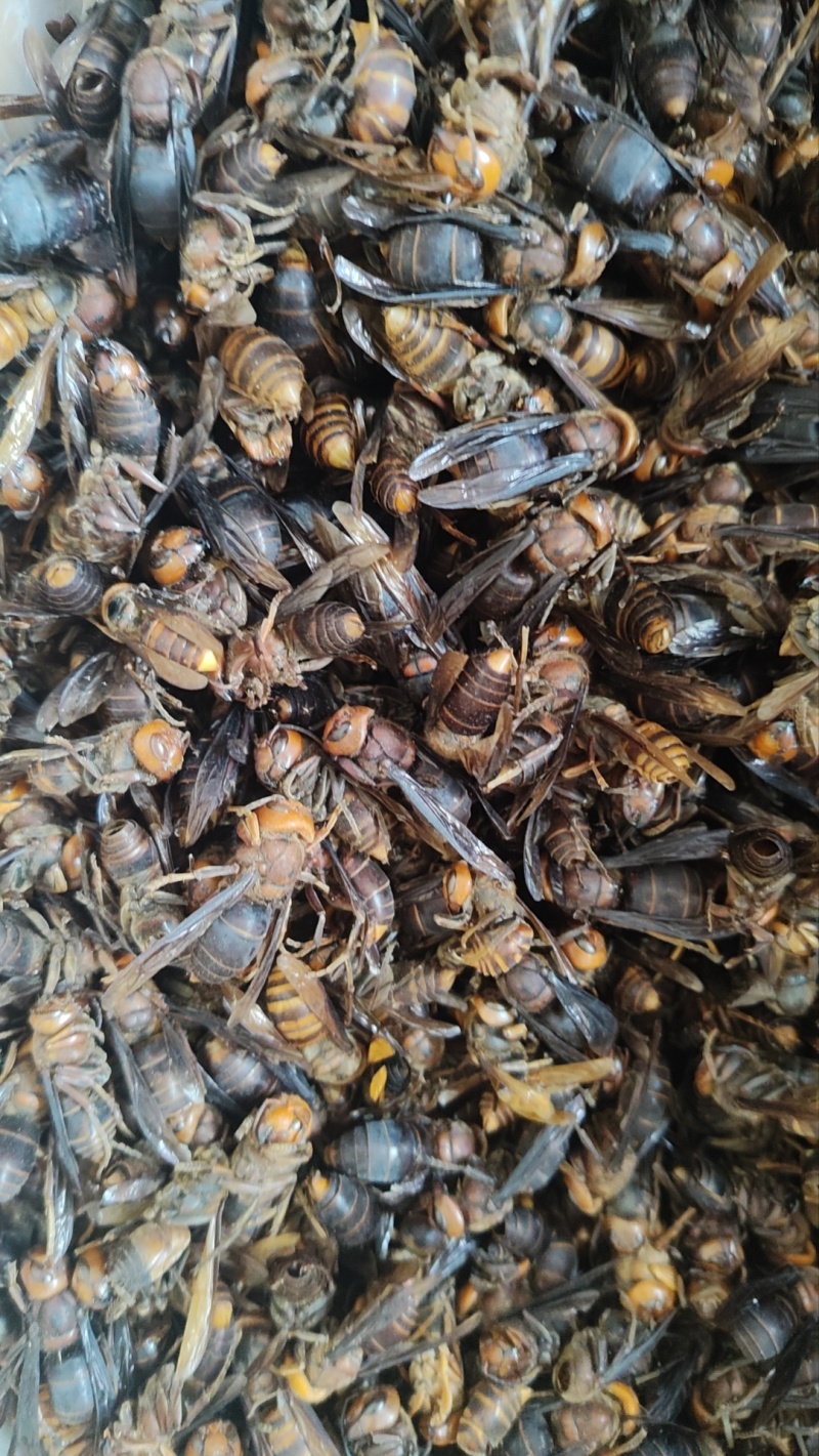 虎头蜂金环虎头蜂泡酒入药
