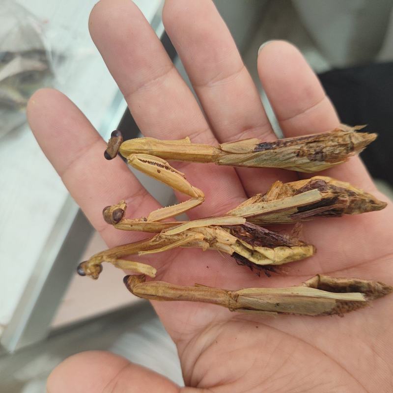 螳螂干刀螂干货袋装昆虫类优质无硫天然螳螂籽晒干