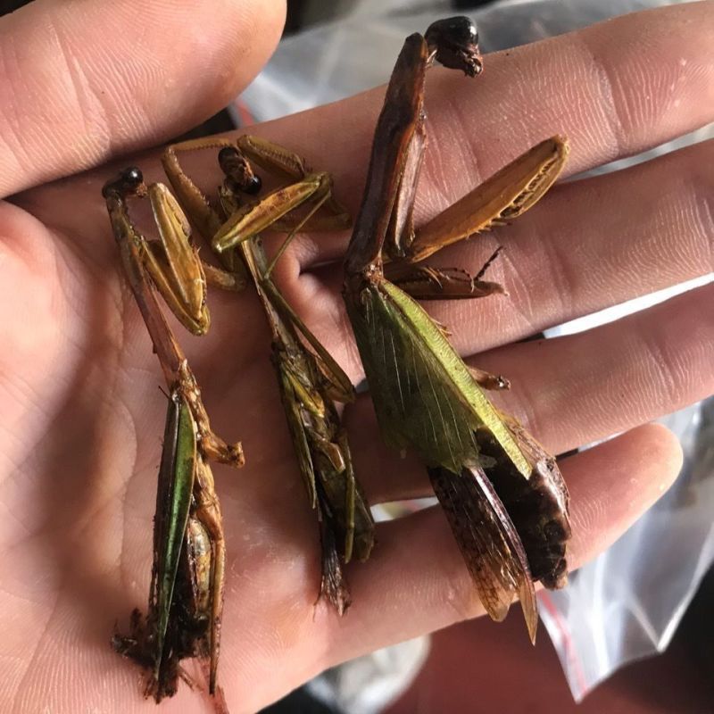 螳螂干刀螂干货袋装昆虫类优质无硫天然螳螂籽晒干