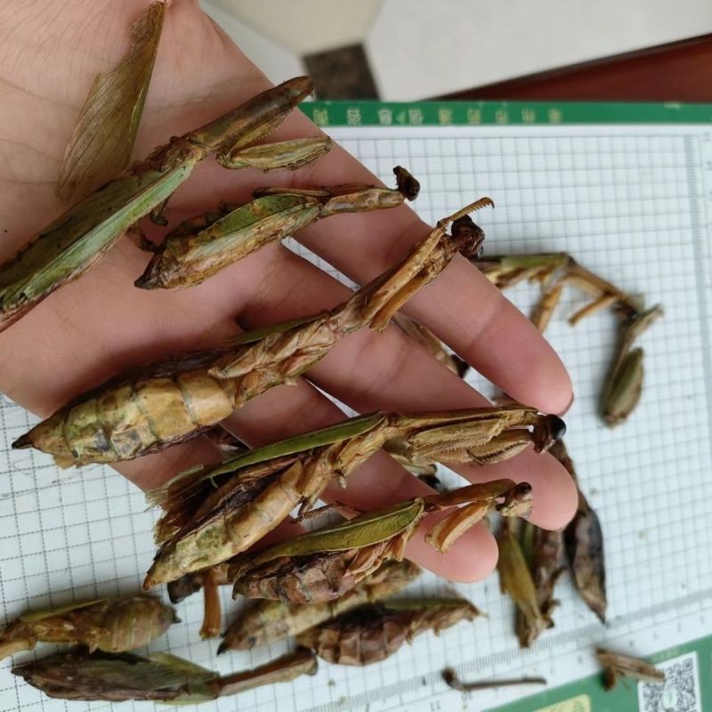 螳螂干刀螂干货袋装昆虫类优质无硫天然螳螂籽晒干
