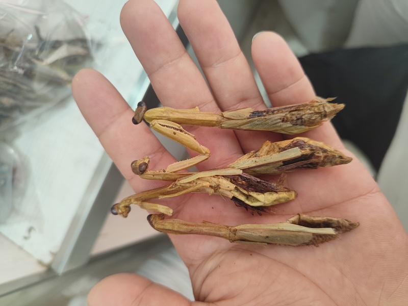 螳螂干刀螂干货袋装昆虫类优质无硫天然螳螂籽晒干