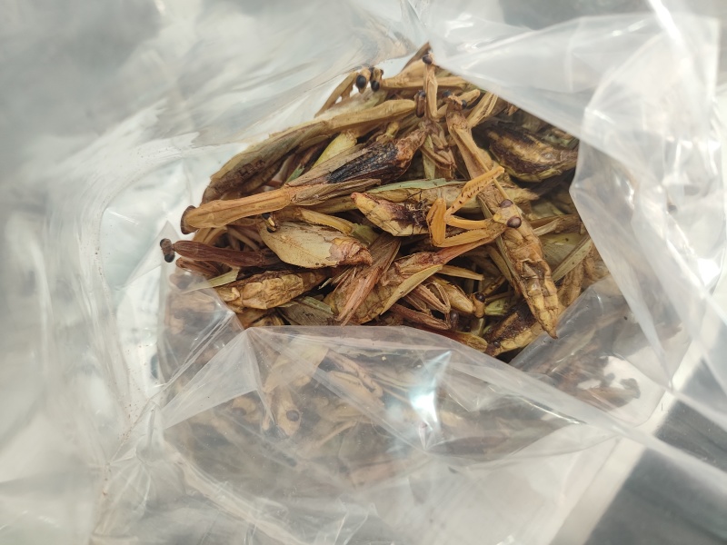 螳螂干刀螂干货袋装昆虫类优质无硫天然螳螂籽晒干