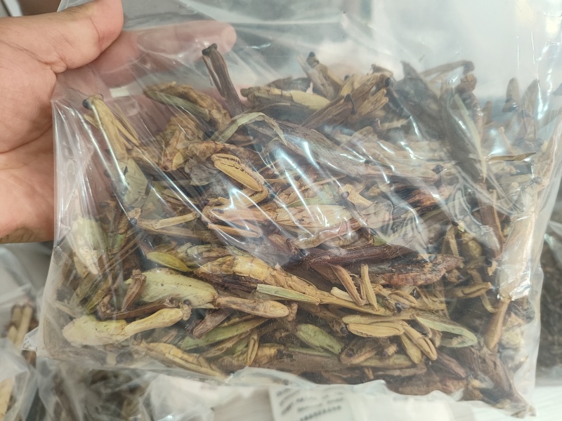 螳螂干刀螂干货袋装昆虫类优质无硫天然螳螂籽晒干