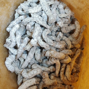 正品僵蚕产地直销质量保证量大优惠包邮