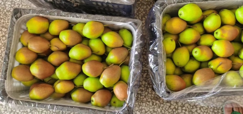 【优选】陕西梨子红香酥梨-产地直发-量大从优-价格优惠