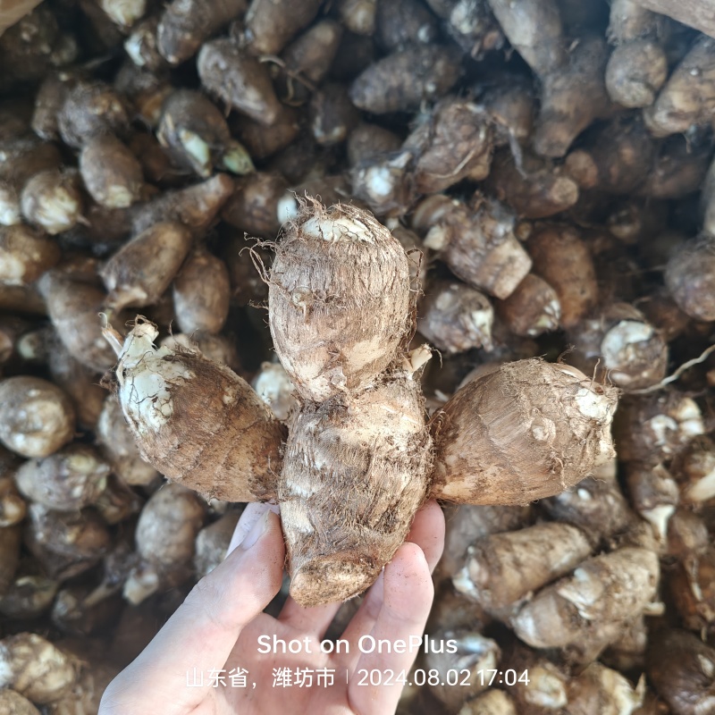 《电商一件代发》山东奶心芋头一件代发毛芋头一件代发质保证