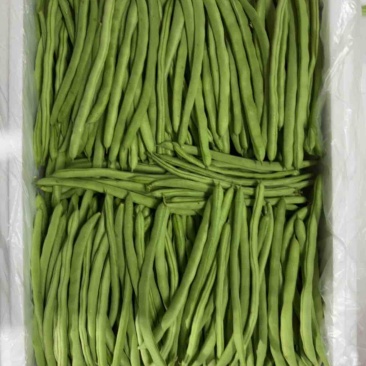 高山反季节，四季豆，小金豆