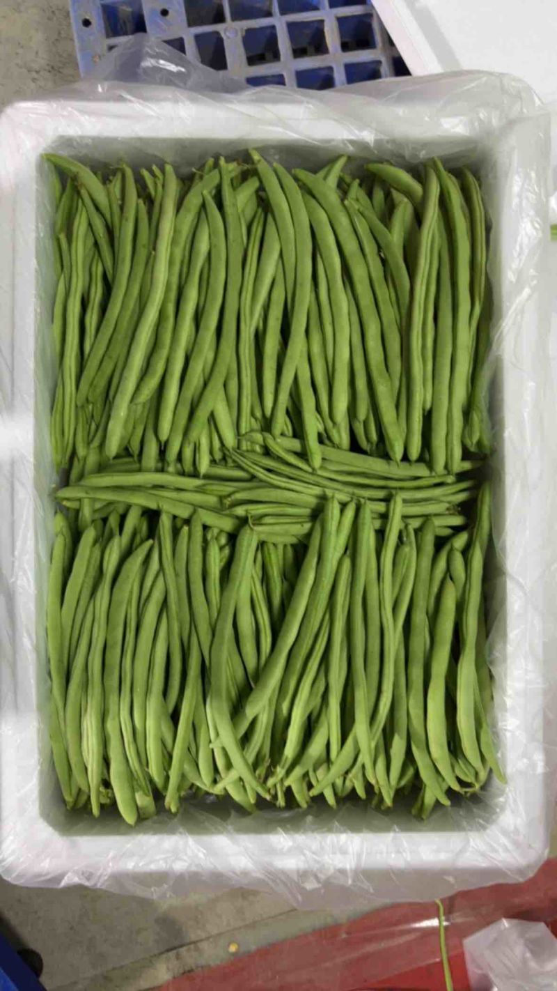 高山反季节，四季豆，小金豆