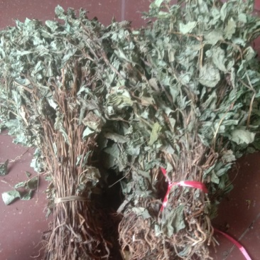 贵州黔南野生魚腥草干货大量供应欢迎订购