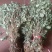 贵州黔南野生魚腥草干货大量供应欢迎订购