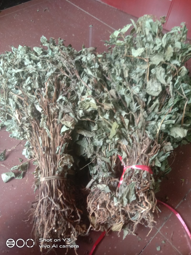 贵州黔南野生魚腥草干货大量供应欢迎订购