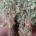 贵州黔南野生魚腥草干货大量供应欢迎订购