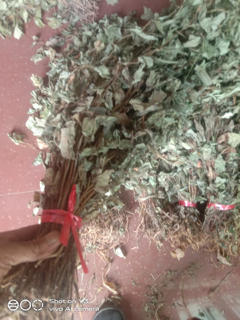 贵州黔南野生魚腥草干货大量供应欢迎订购