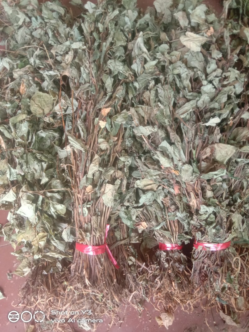 贵州黔南野生魚腥草干货大量供应欢迎订购