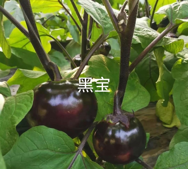 嫁接茄子苗长茄苗圆茄苗绿长茄绿冠产量高抗病强