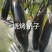 嫁接茄子苗长茄苗圆茄苗绿长茄绿冠产量高抗病强