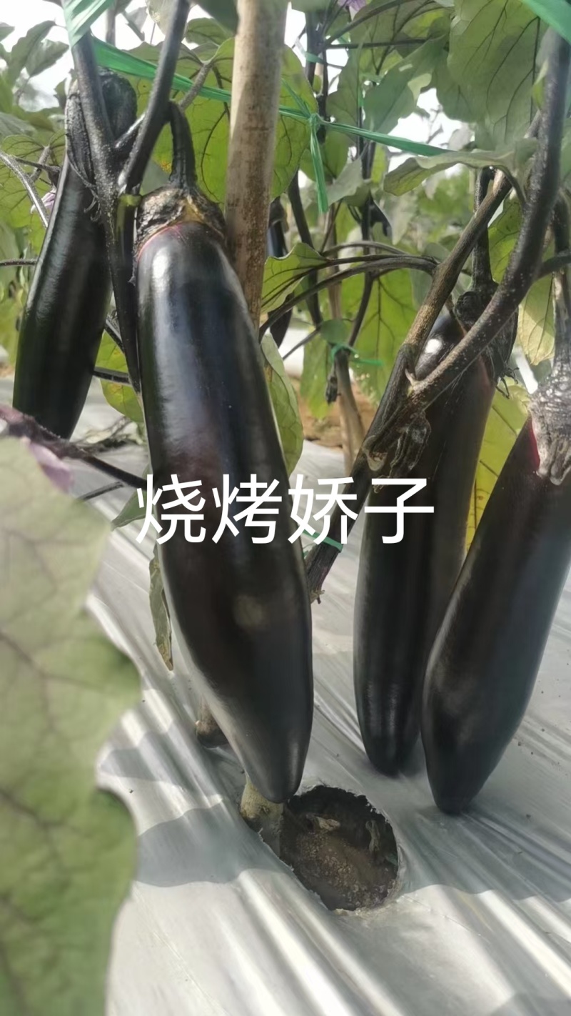 嫁接茄子苗长茄苗圆茄苗绿长茄绿冠产量高抗病强
