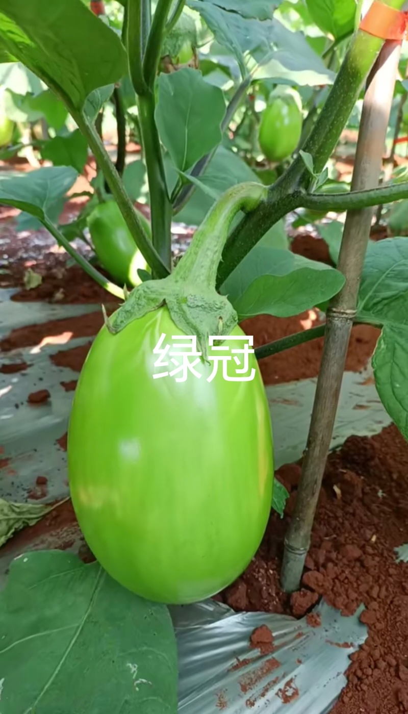 嫁接茄子苗长茄苗圆茄苗绿长茄绿冠产量高抗病强