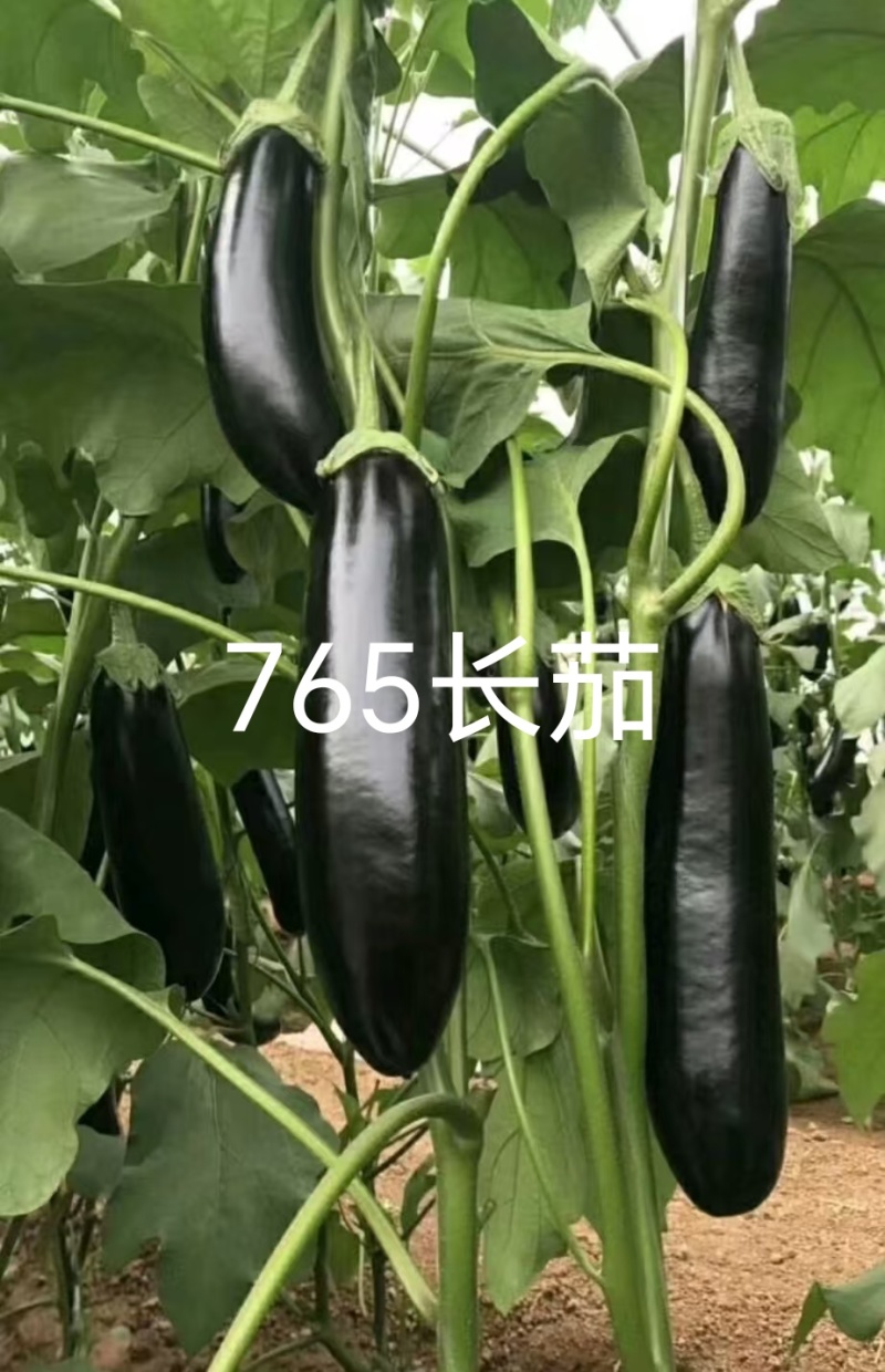 嫁接茄子苗长茄苗圆茄苗绿长茄绿冠产量高抗病强