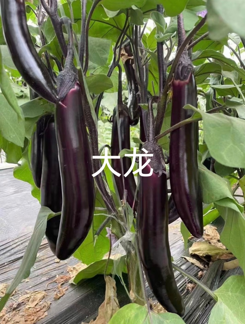 嫁接茄子苗长茄苗圆茄苗绿长茄绿冠产量高抗病强