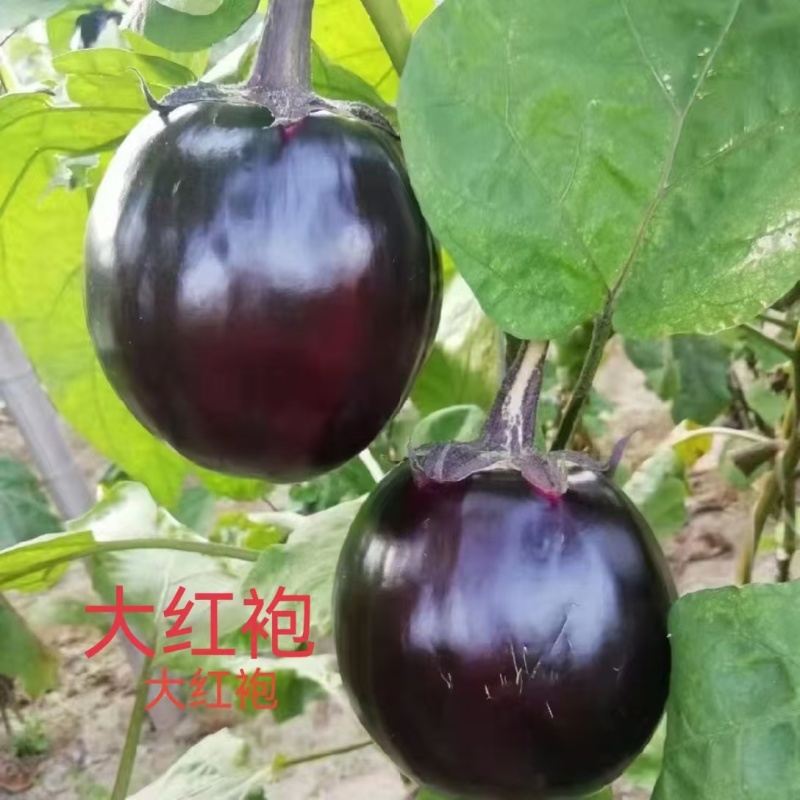 嫁接茄子苗长茄苗圆茄苗绿长茄绿冠产量高抗病强