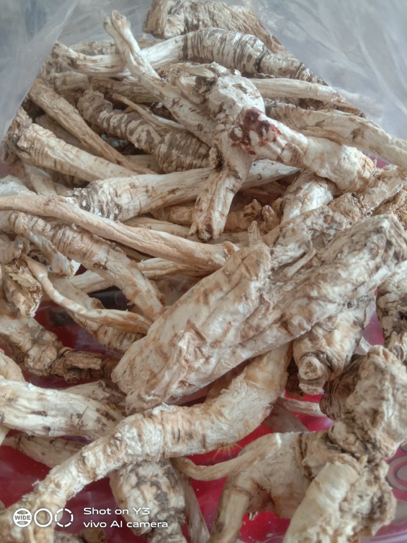 贵州黔南野生的南沙参干货大量现货欢迎订购