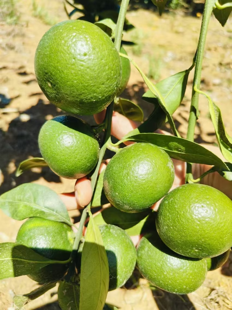 湖北高山特早蜜橘果型扁平皮薄多汁产地直供现采现发量大从优