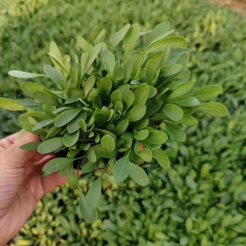 金鸡菊，多年生宿根地被类草花，开黄色花，花期长可用于花海