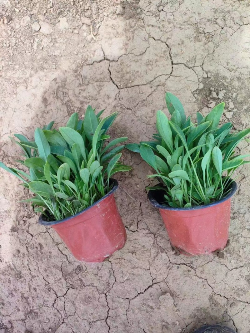 金鸡菊，多年生宿根地被类草花，开黄色花，花期长可用于花海
