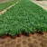 金鸡菊，多年生宿根地被类草花，开黄色花，花期长可用于花海