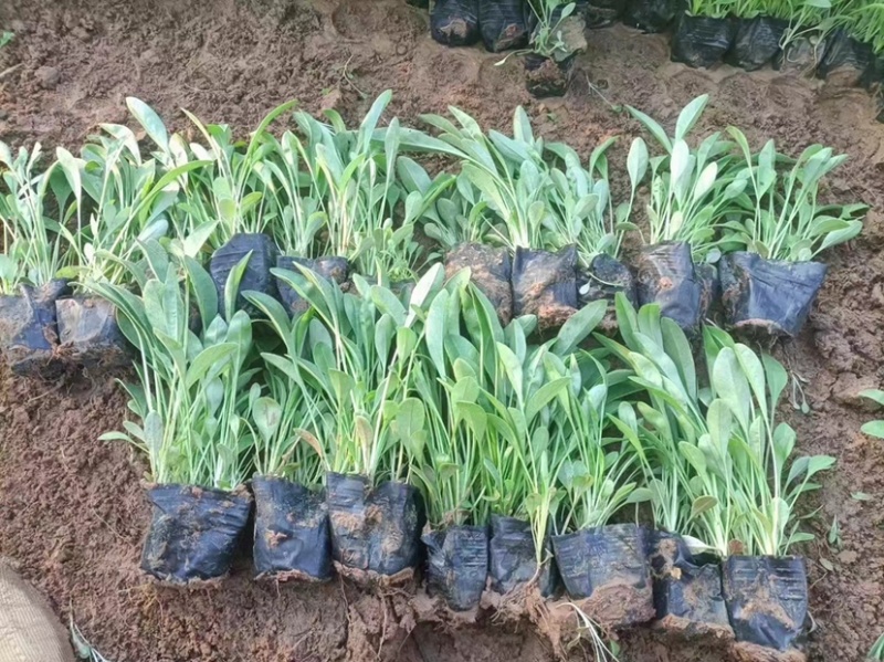 金鸡菊，多年生宿根地被类草花，开黄色花，花期长可用于花海