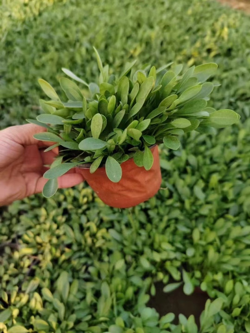 金鸡菊，多年生宿根地被类草花，开黄色花，花期长可用于花海