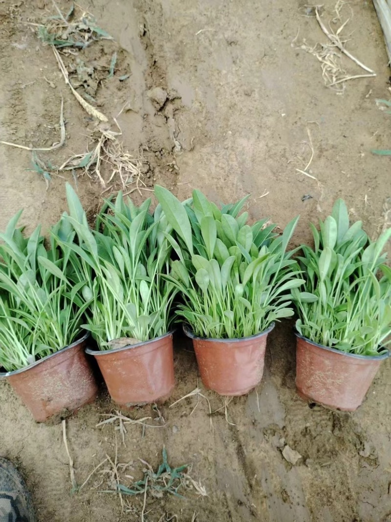 金鸡菊，多年生宿根地被类草花，开黄色花，花期长可用于花海