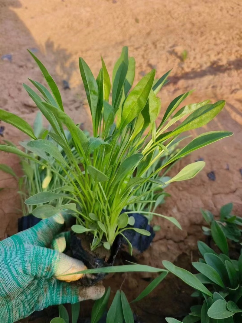 金鸡菊，多年生宿根地被类草花，开黄色花，花期长可用于花海