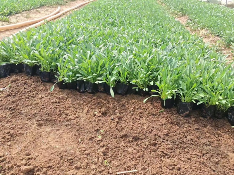 金鸡菊，多年生宿根地被类草花，开黄色花，花期长可用于花海